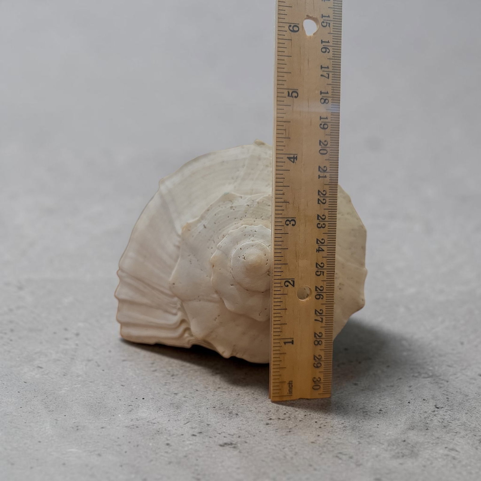 Very Large Natural Sea Shell - 3