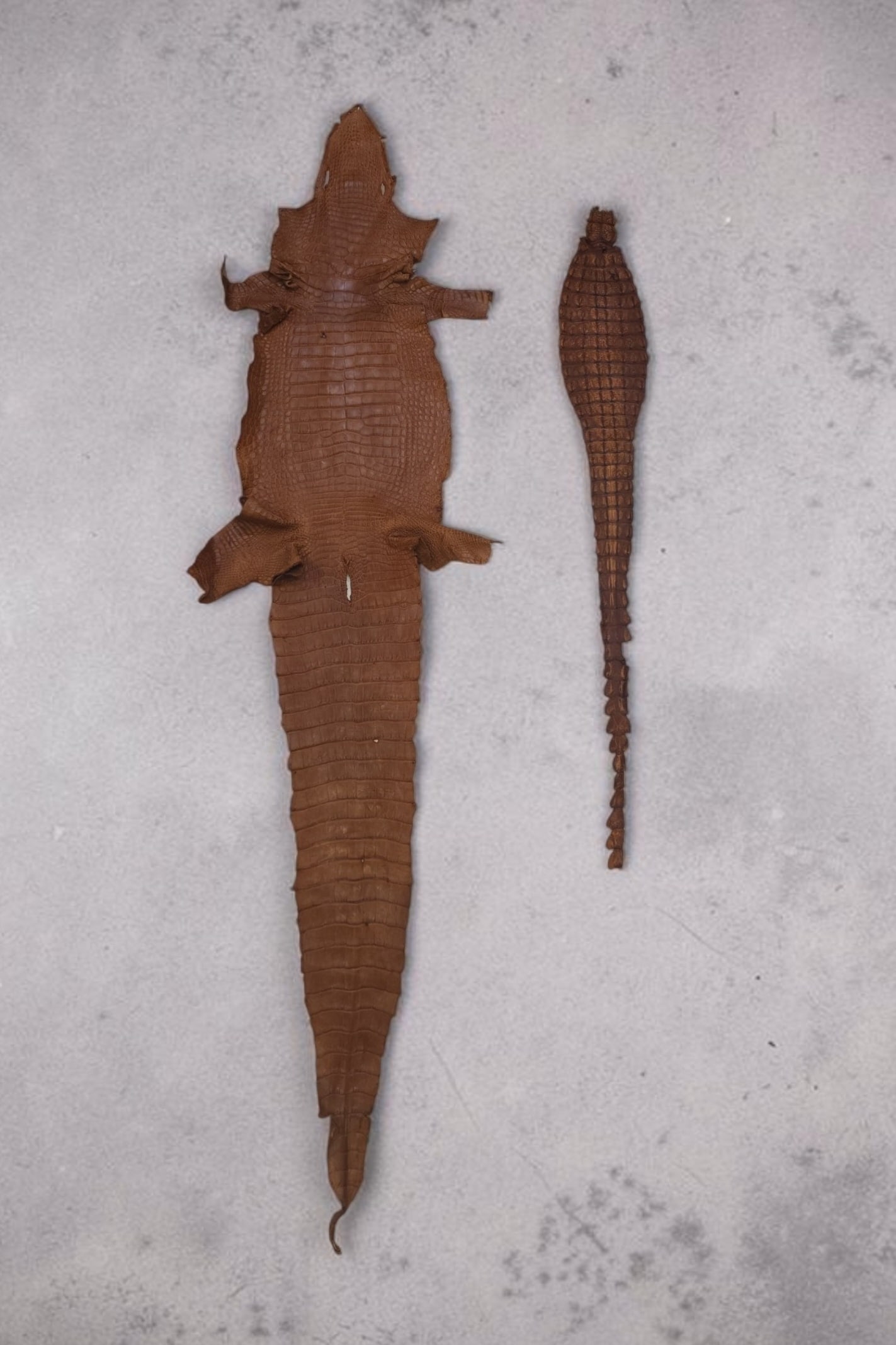 Taxidermy Crocodilian Hides (1 of 3)