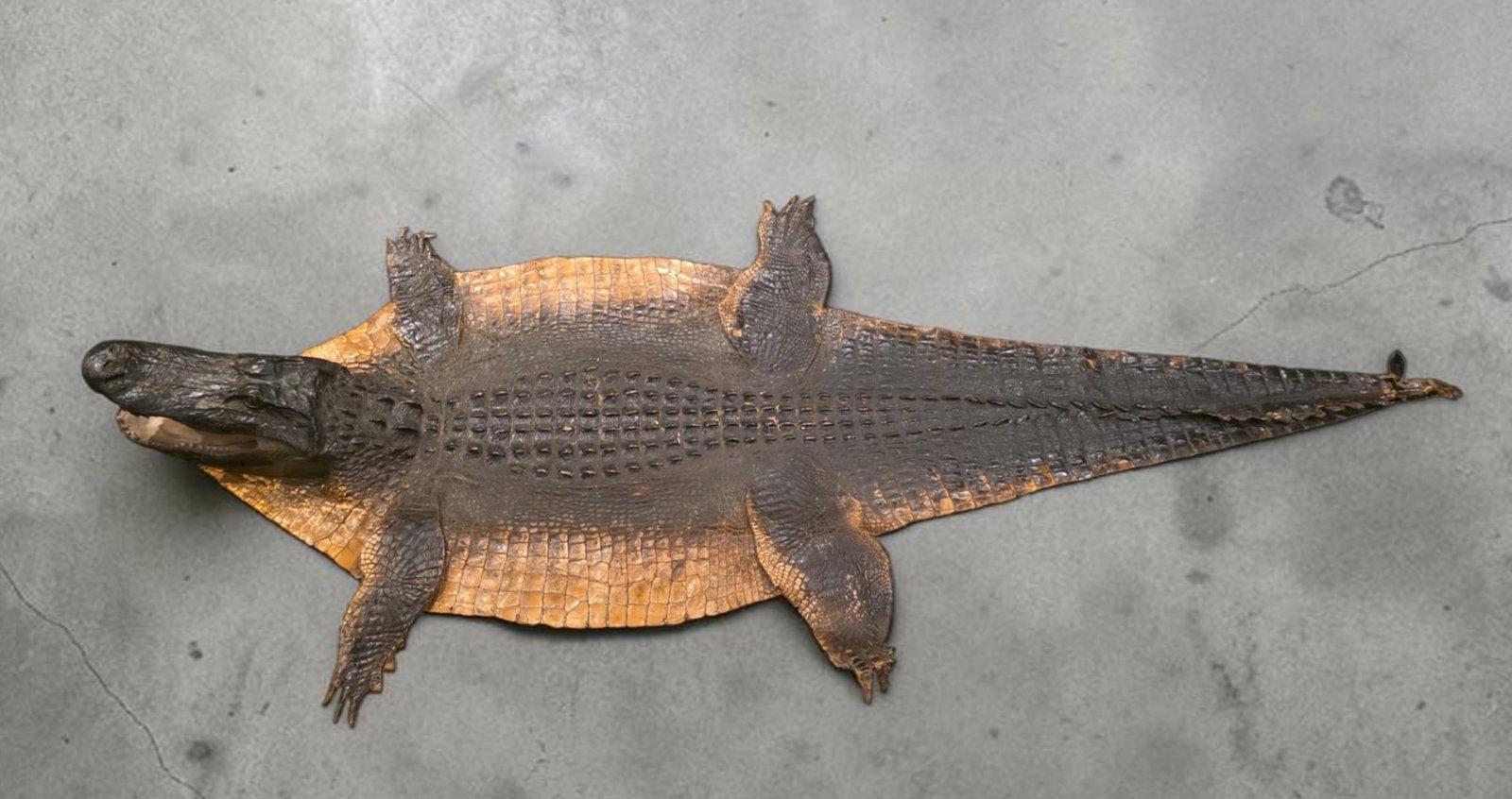 Vintage Taxidermy Alligator European Flat Mount: 90" x 41", Vintage Taxidermy Alligator European Flat Mount, detailed dorsal scutes along the spine transitioning to wider, golden-tan and speckled belly scales on the flanks, Wildlife Tag Included,
