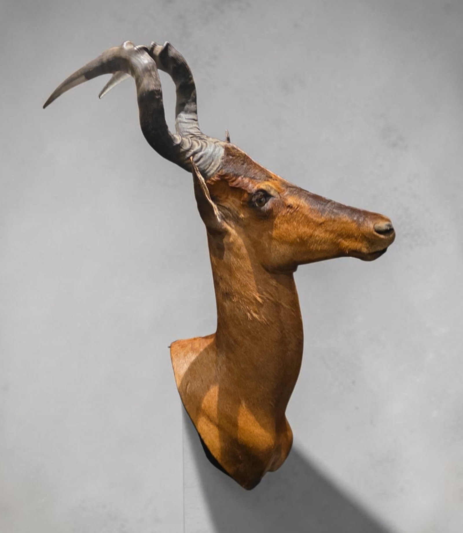 Vintage South African Cape Red Heartbeest Taxidermy Shoulder Mount (1 of 4)