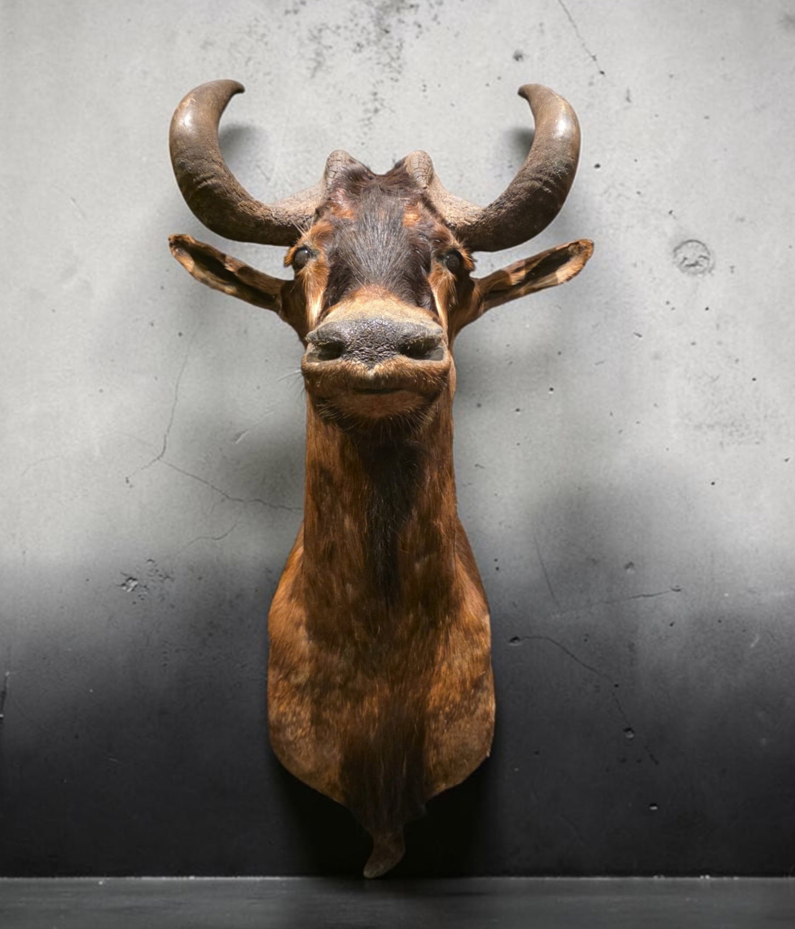 Vintage Taxidermy African Wildebeest Shoulder Mount (1 of 3)