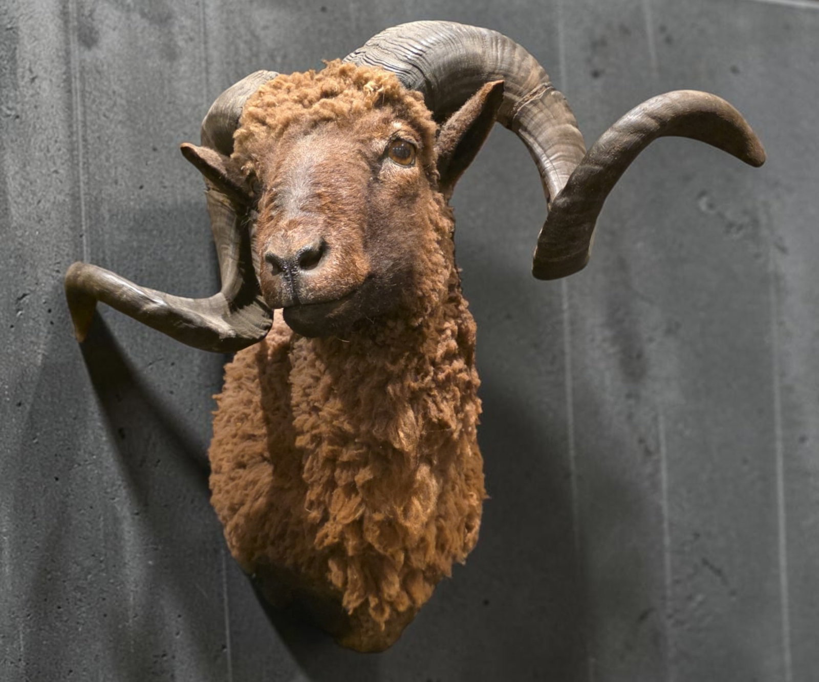 Vintage Corsican Horned Ram Shoulder Mount Taxidermy (1 of 4)