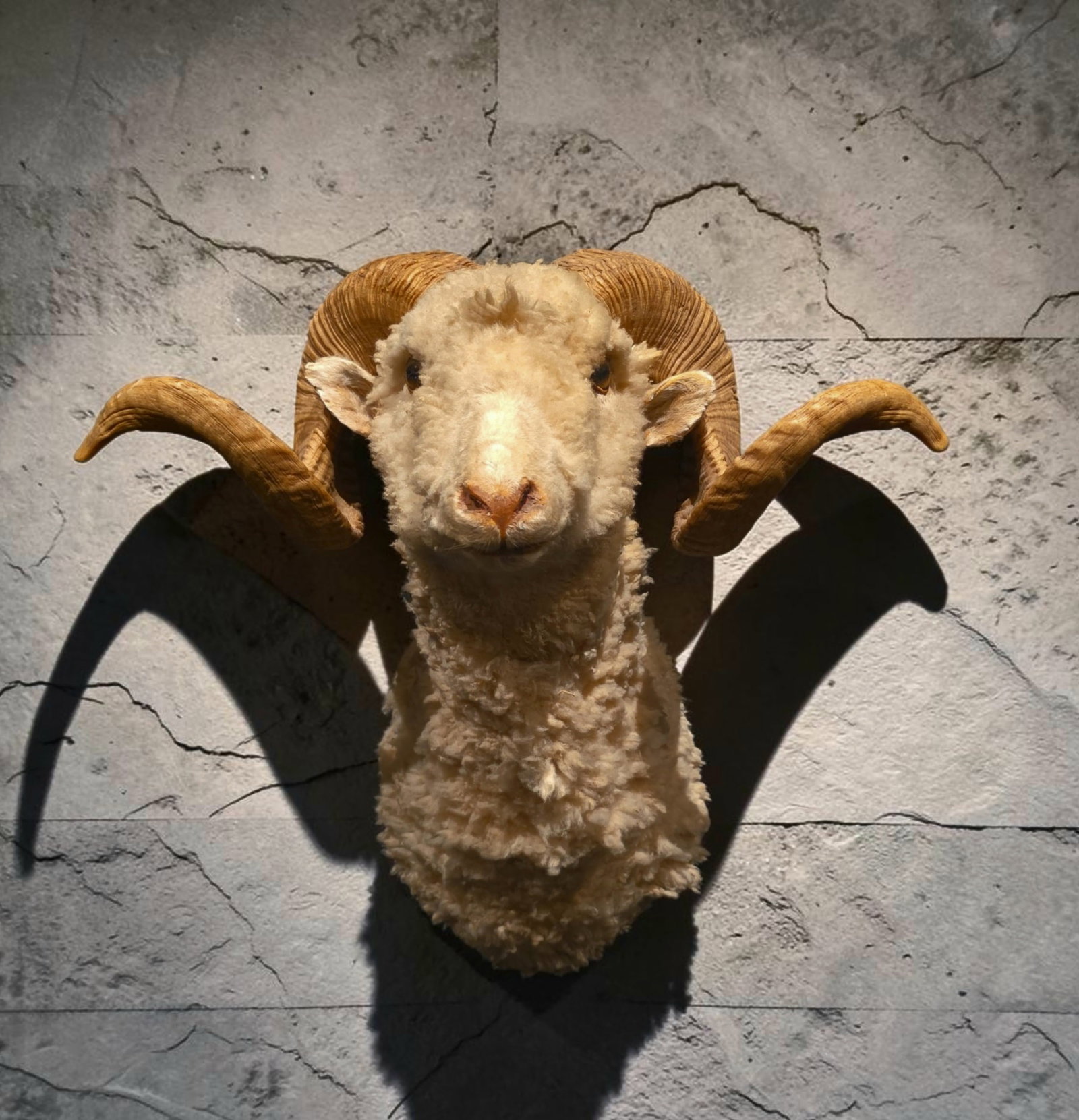 Vintage Ram Taxidermy Shoulder Mount (1 of 4)