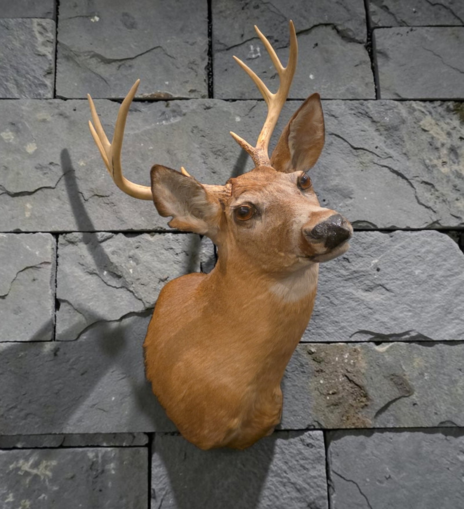 Vintage White-Tail Deer Taxidermy Shoulder Mount (1 of 4)