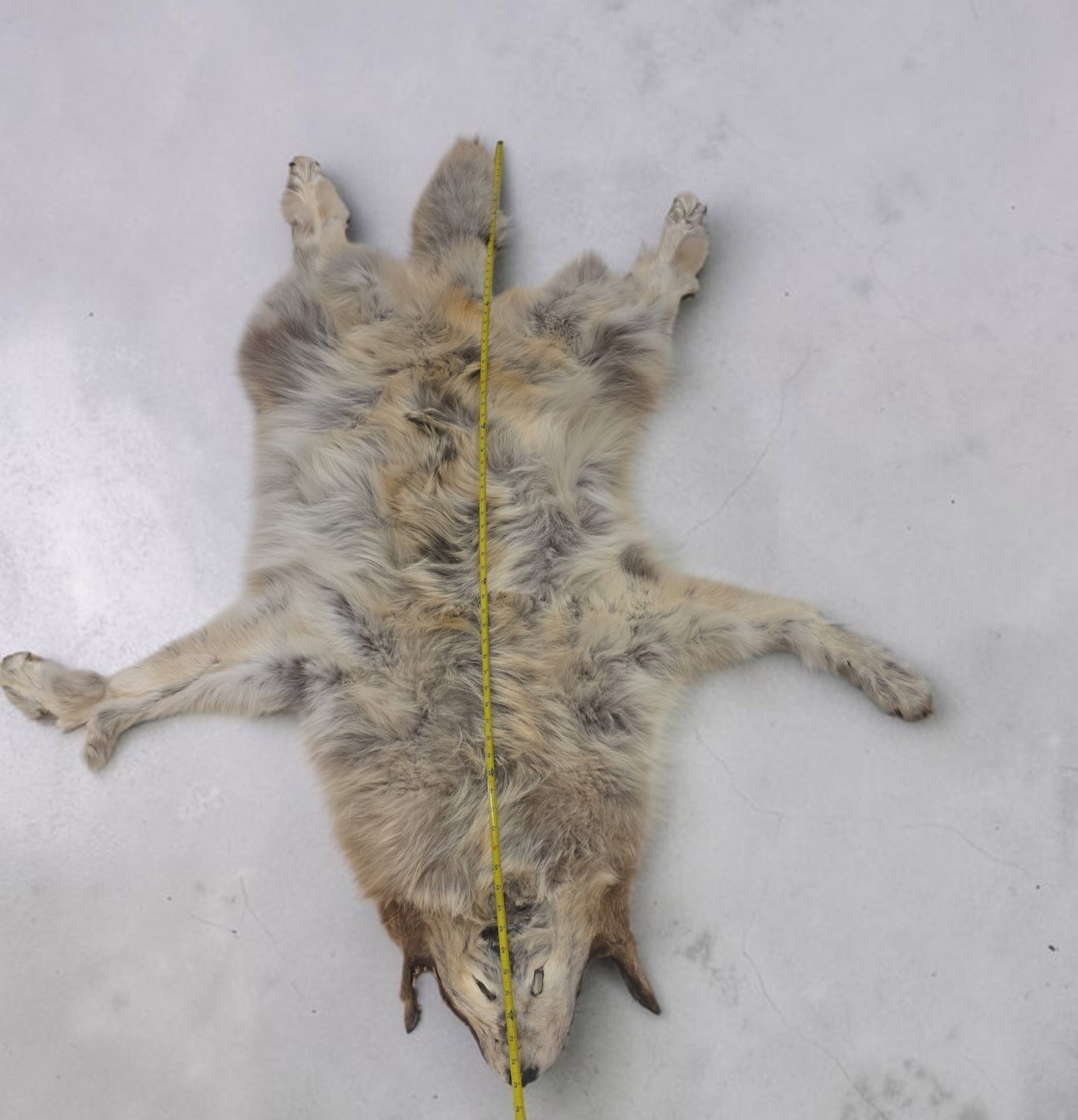 Taxidermy Timber Wolf- Arctic Wolf Pelt: 60" x72", Taxidermy Timber Wolf- Arctic Wolf Pelt, showcases thick, multi-toned winter fur with characteristic cream, tan, and grey guard hairs, The hide is fully tanned and features a complete flat