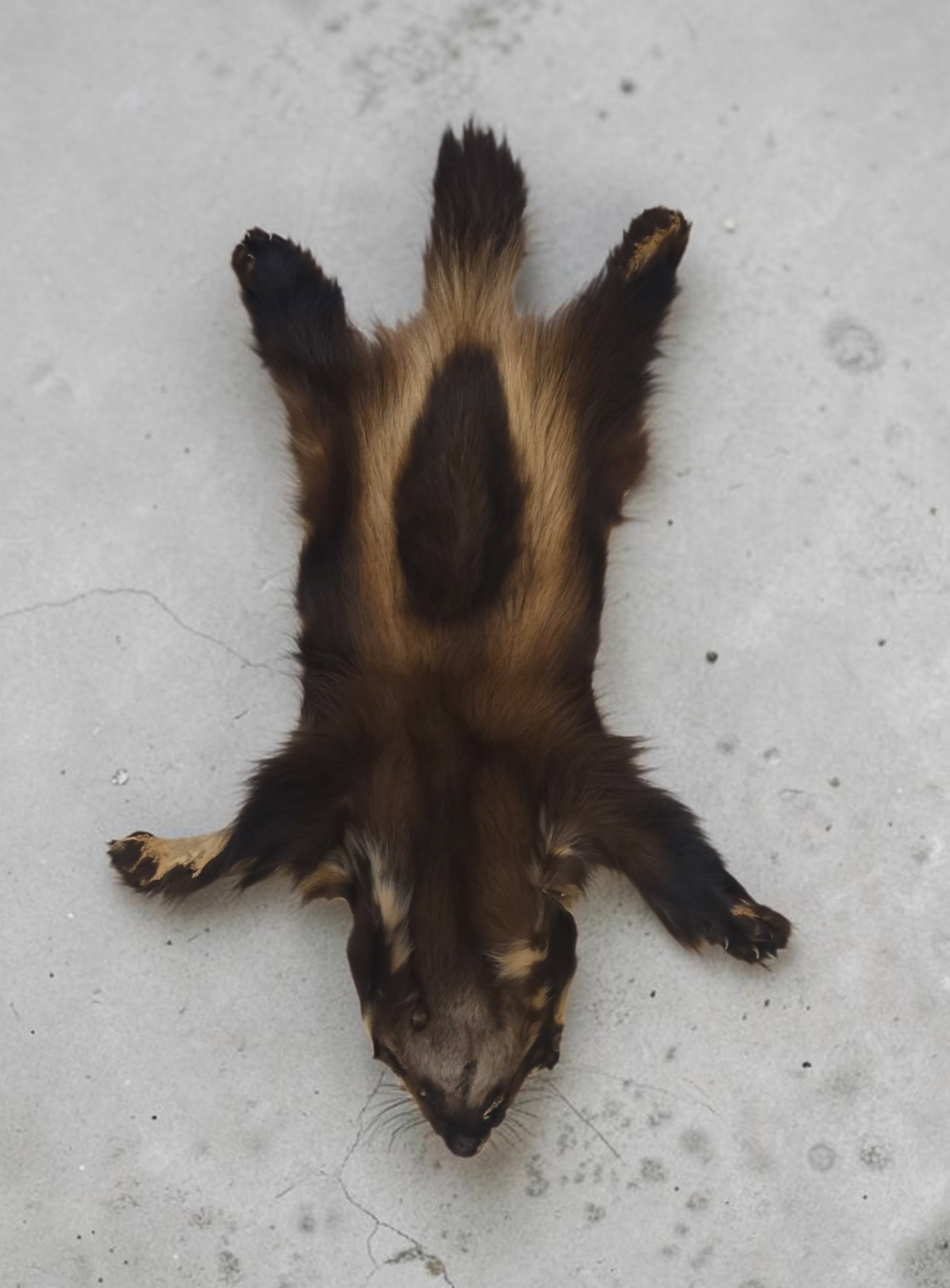 Vintage Taxidermy Wolverine Pelt: 49" x 32", Vintage Taxidermy Wolverine Pelt, (Gulo gulo), identifiable by its distinctive dark brown central saddle flanked by pale yellowish-brown lateral stripes running along the flanks, Has feet