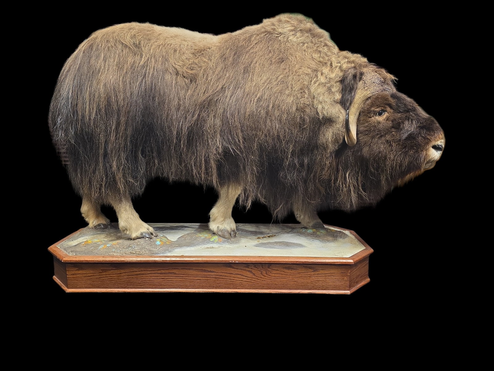Vintage Full Body Musk Ox Taxidermy Mount (1 of 8)