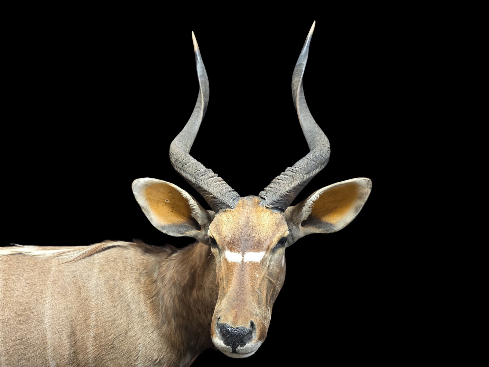 Vintage Full Body Male Nyala Antelope Mount: 53" X 68", Vintage Full Body Male Nyala Antelope Mount, Dramatic Spiral Horns, Chocolate-Brown Coat And Busy Tail, Excellent Condition, Faux Stone Base, 53" X 68" Top Of Horns