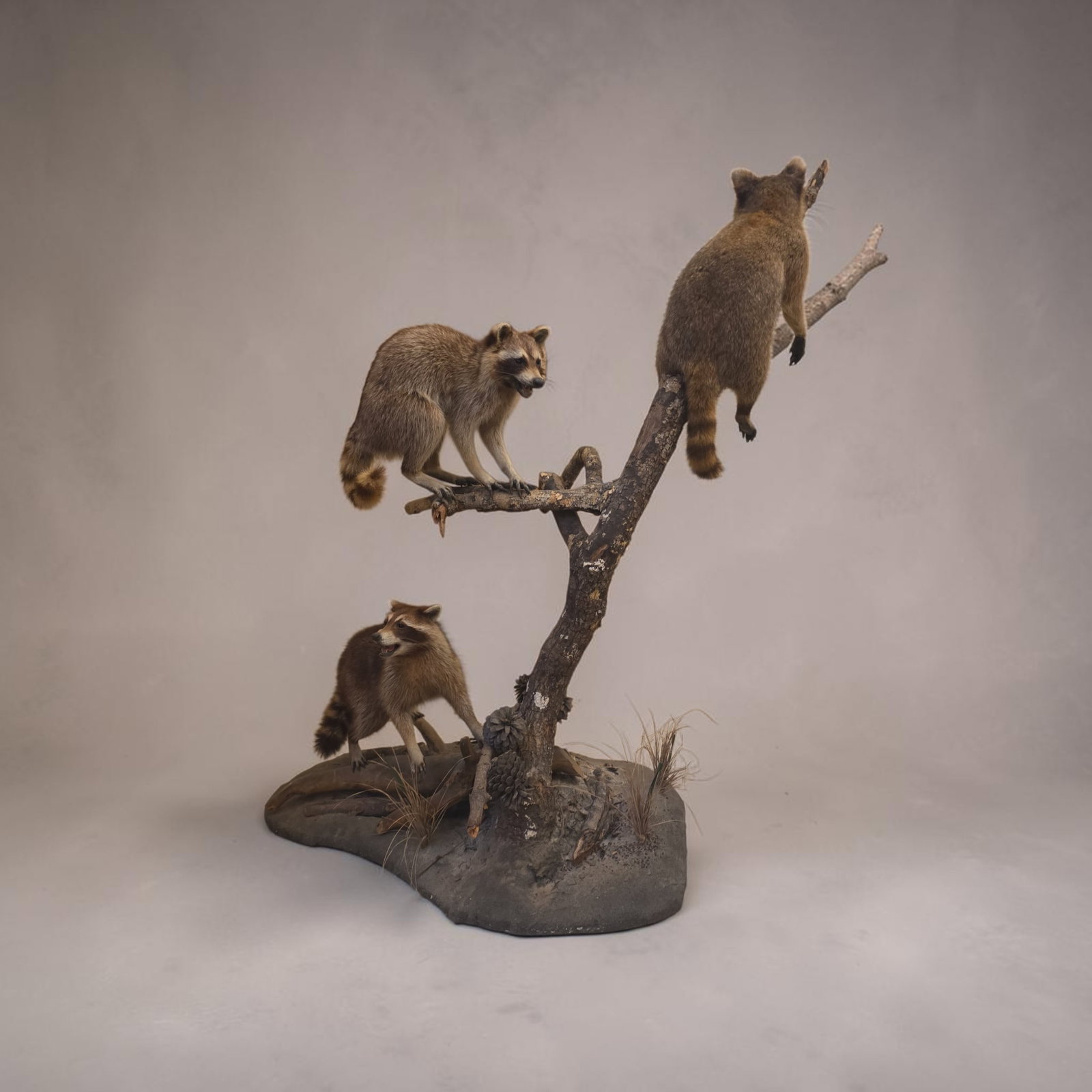 Vintage RacoonsTaxidermy Nature Scene: 56" x 39", Vintage RacoonsTaxidermy Nature Scene, Very Rare Taxidermy Scene, 3 Racoons in Natural Habitat
