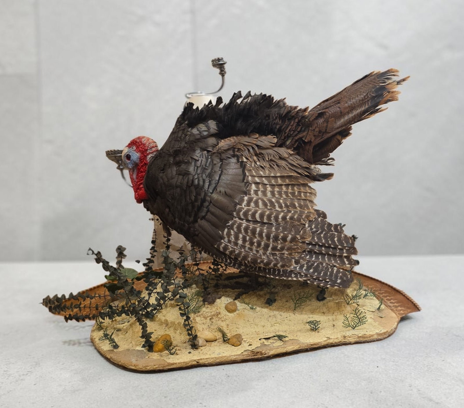 Vintage Eastern Wild Turkey Taxidermy Mount (1 of 6)