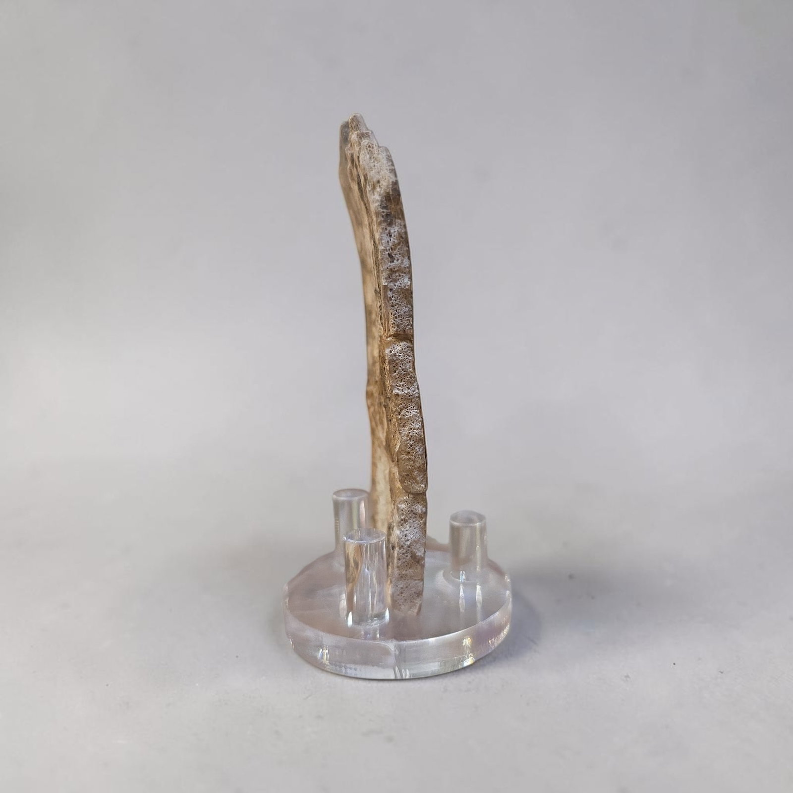 Pre-Columbian Mayan Diety Shell Comb - 4