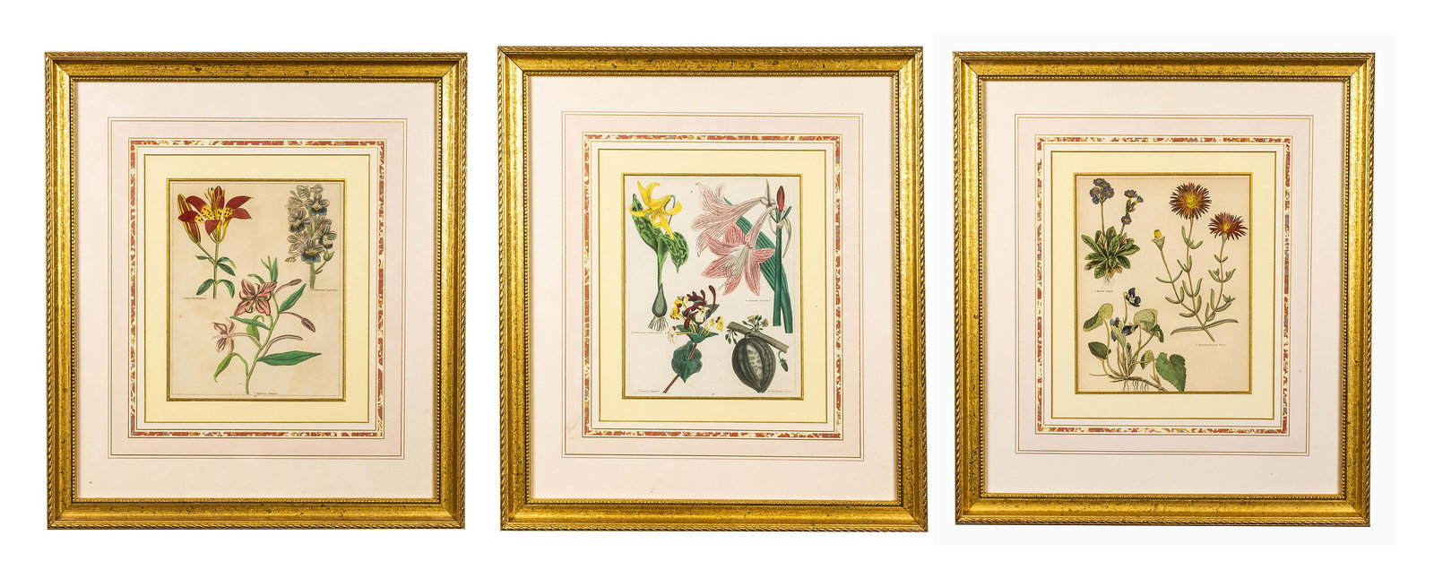 Three Antique Hand Colored Botanical Engravings (1 of 7)