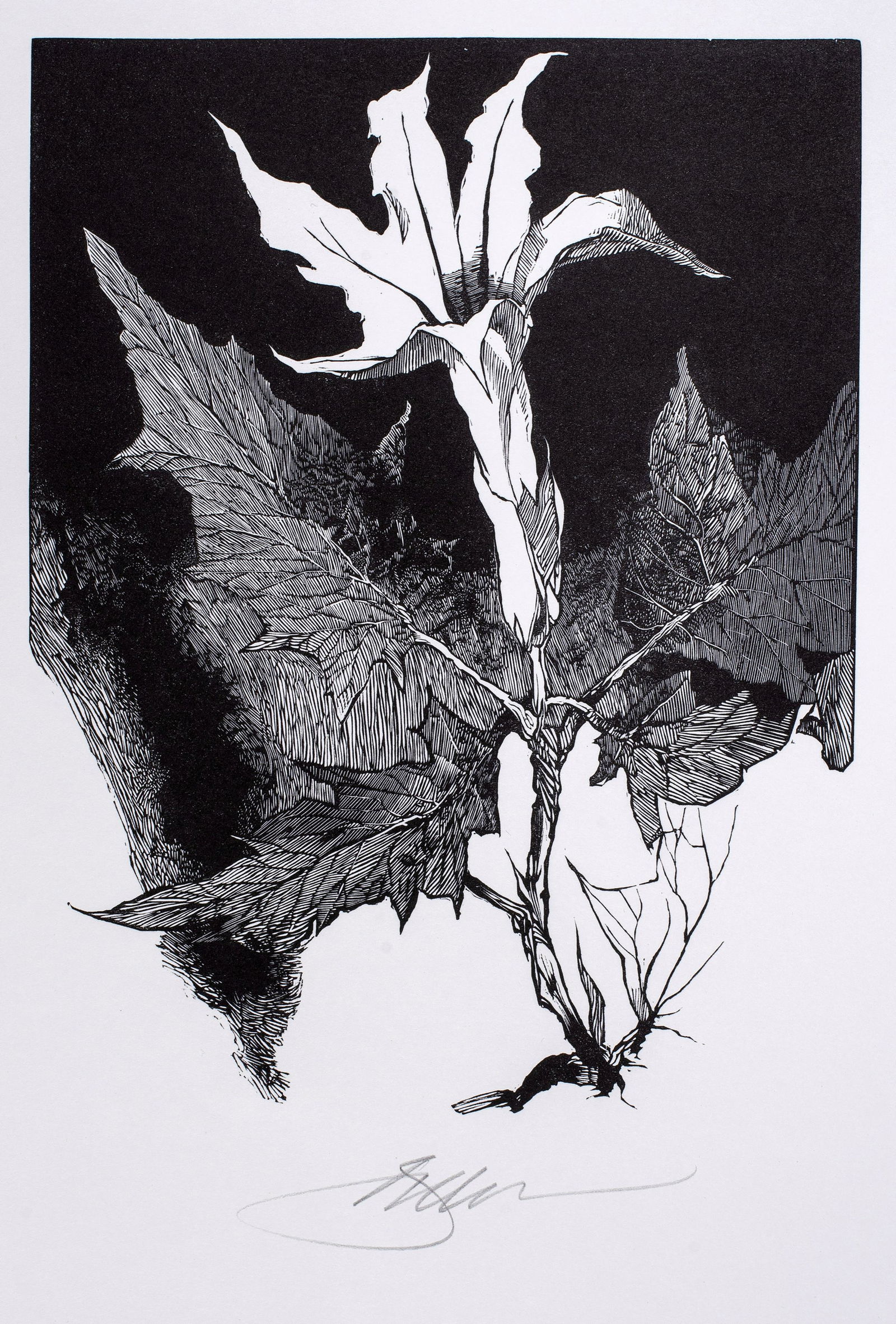 Barry Moser (b.1940) Deadly Nightshade, 1977 (1 of 4)