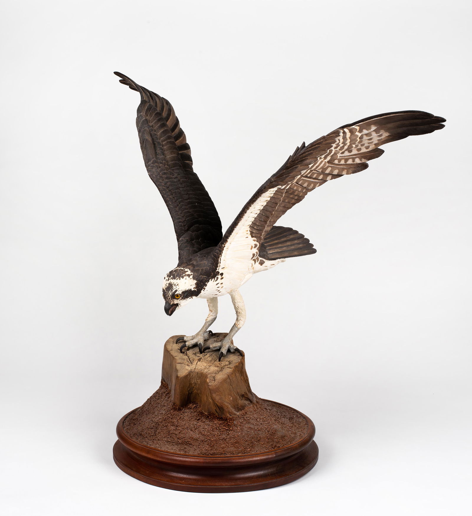 Robert and Virginia Warfield "Osprey" (1 of 15)