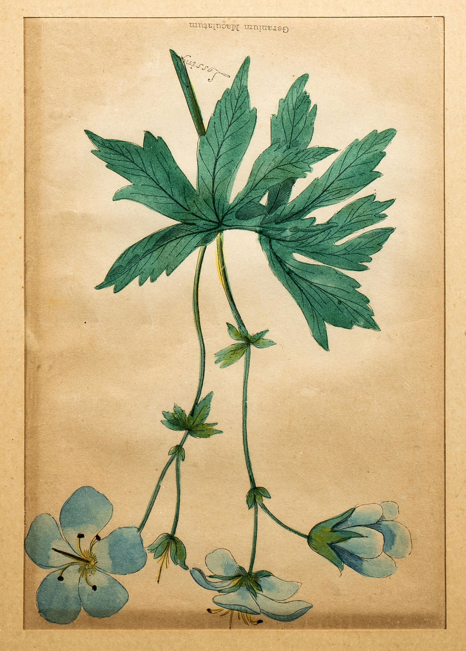 Four Antique Hand Colored Prints (1 of 4)