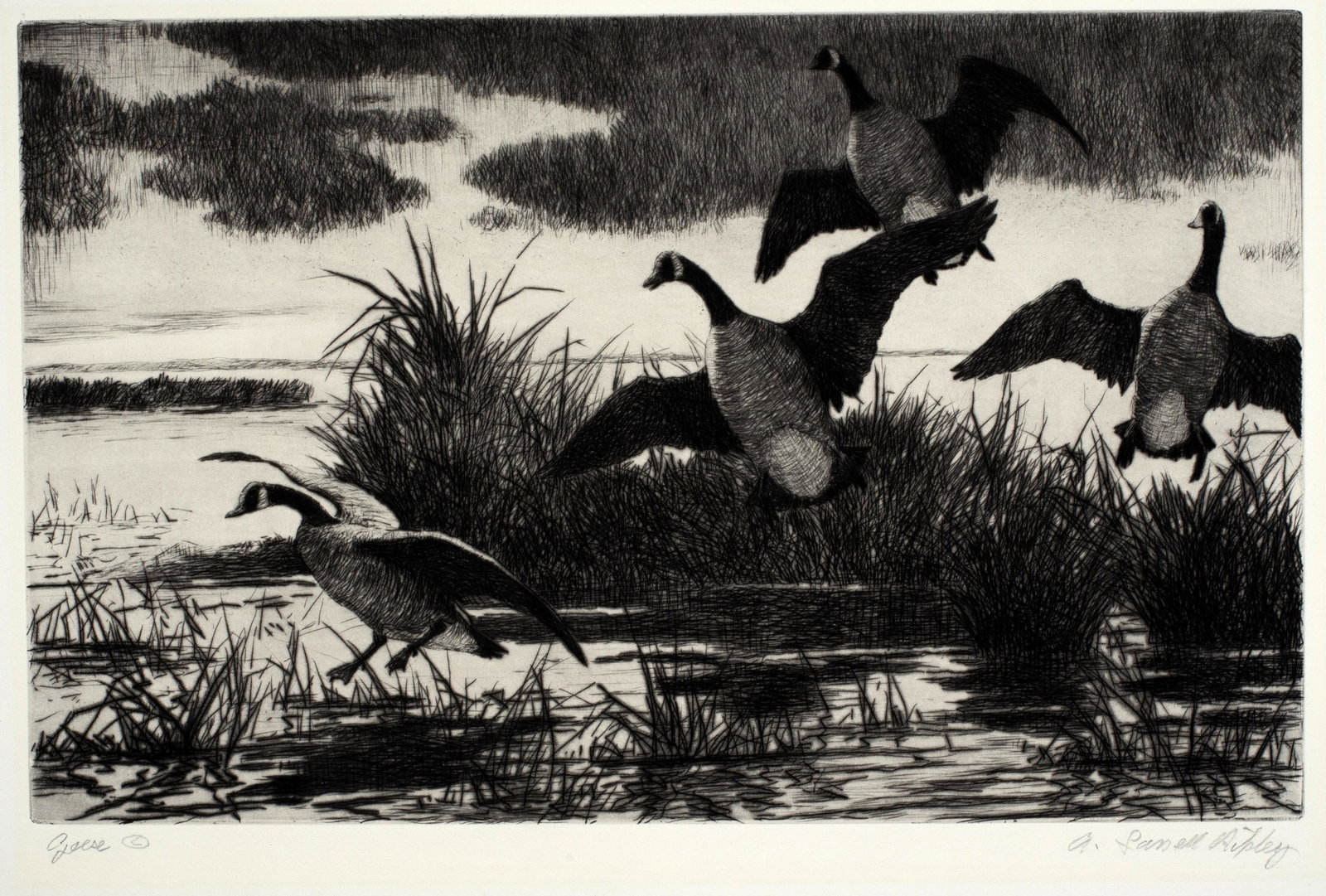 Aiden Lassell Ripley (1896-1969), Geese, c.1930: Etching, 8 3/4” x 13 7/8”, pencil signed and titled. Ripley studied at the Boston Museum School under Phillip Hale and Frank Benson, then spent several years traveling throughout Europe. H
