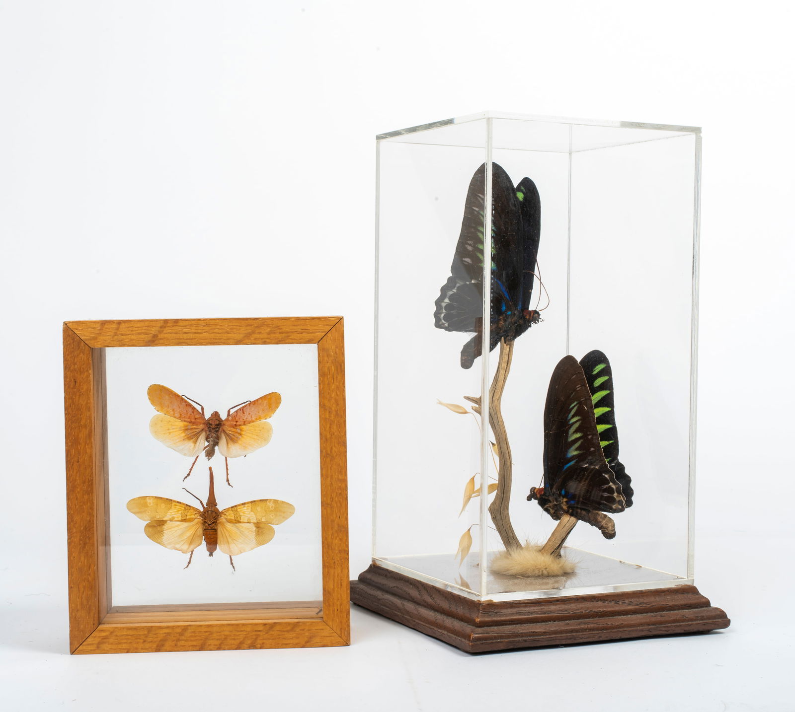 Vintage Insect Specimens (1 of 19)