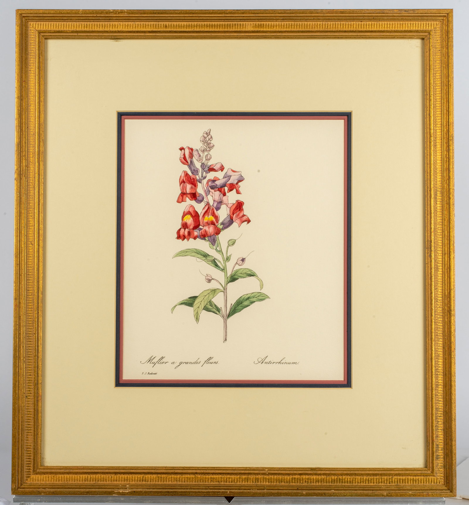 After Pierre Joseph Redoute (1759-1840), Muflier a Grandes Fleurs, Hand Colored Print (1 of 8)