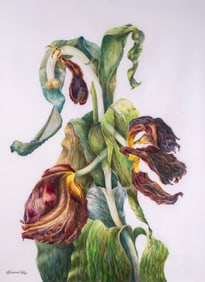 Tulip, Original Color Pencil Drawing