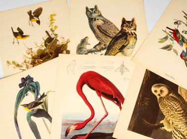 Audubon Birds of America; Fifty Selections by Roger Tory Peterson