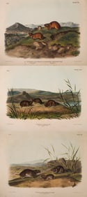 After John James Audubon (1785-1851), Three Lithographs from Quadrupeds of North America