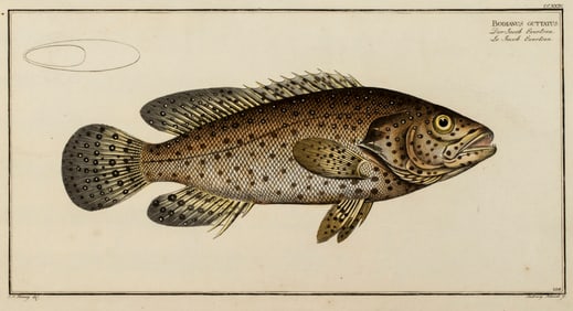 Marcus Elieser Bloch (1723-1799) Hand Colored Fish Engraving