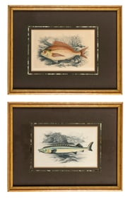 Two Antique Hand Colored Fish Engravings, Jonathan Couch