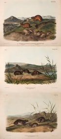 After John James Audubon (1785-1851), Three Lithographs from Quadrupeds of North America