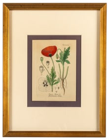 Field Poppy, Papaver Rhoeas, Antique Hand Colored Engraving