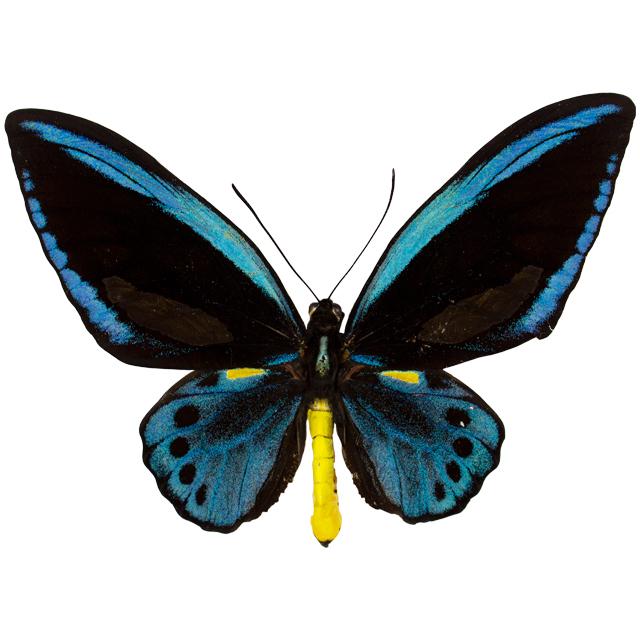 Ornithoptera priamus urvillianus (1 of 1)