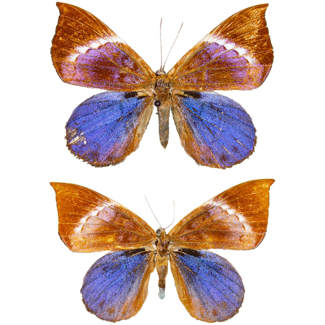 Behemontia godmani PAIR