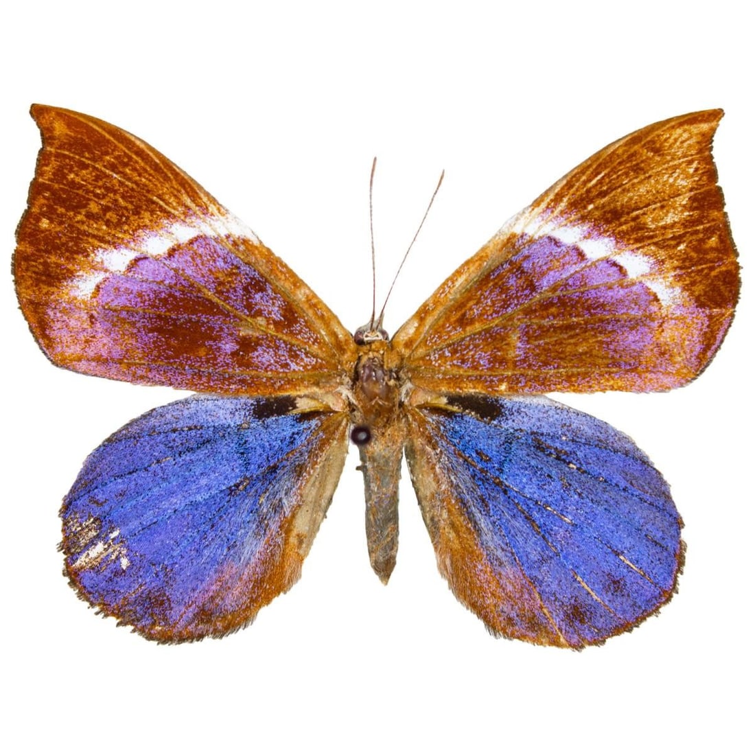 Behemontia godmani PAIR - 2
