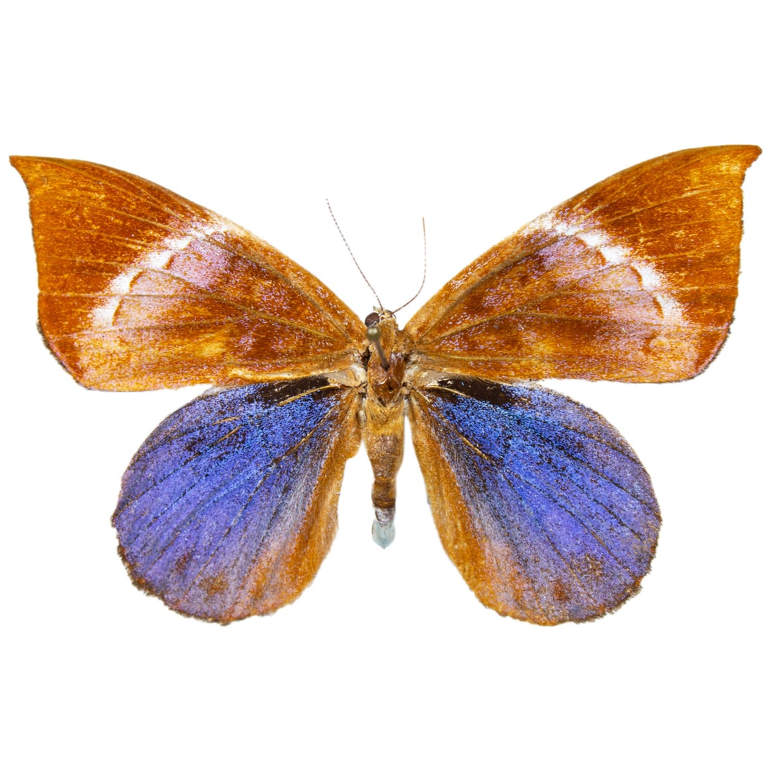 Behemontia godmani PAIR - 3