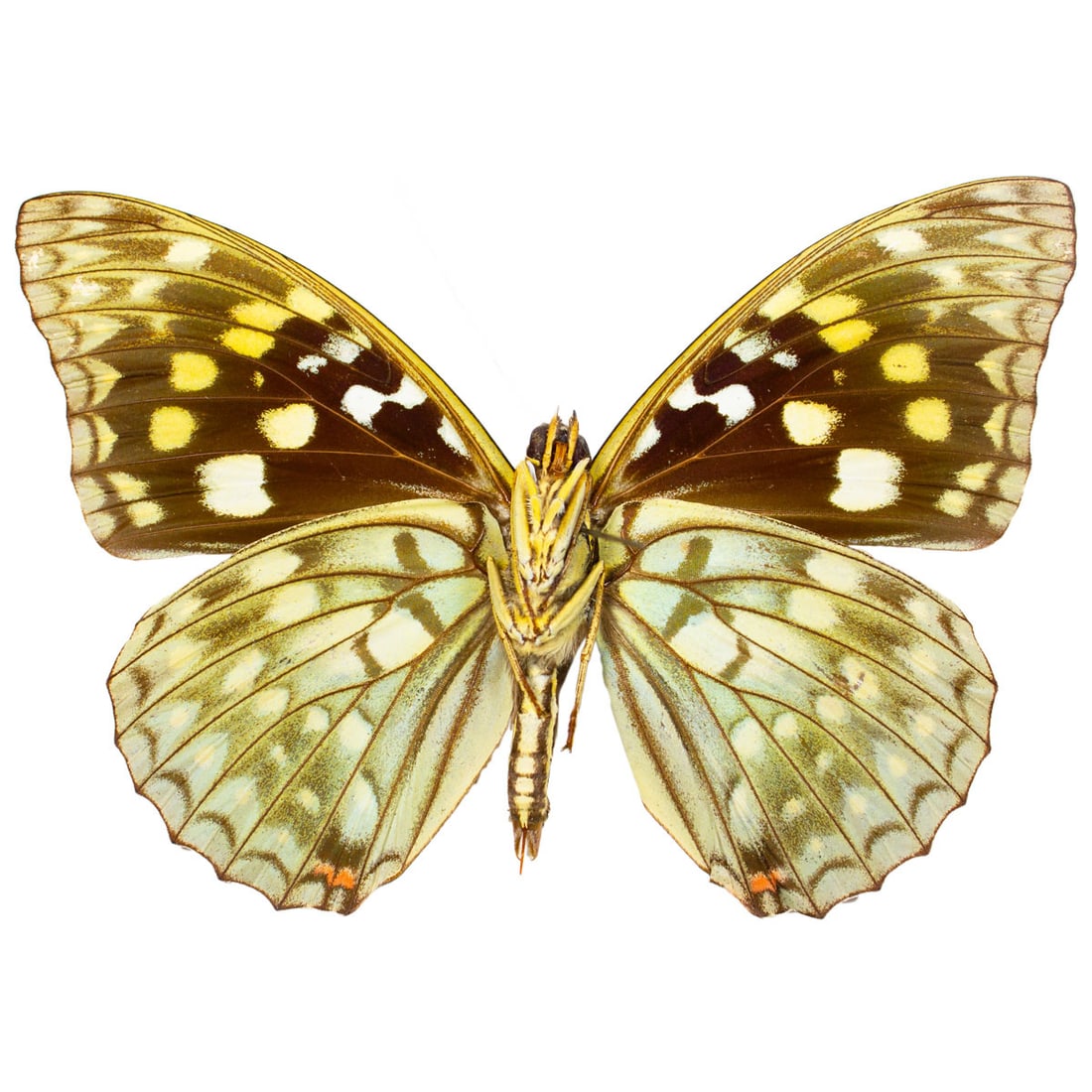 Sasakia charonda - 2