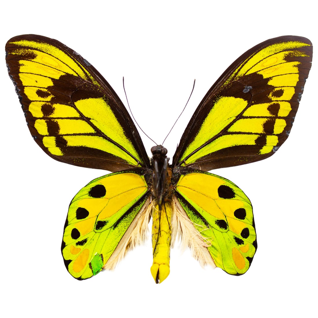 Ornithoptera tithonus - 2