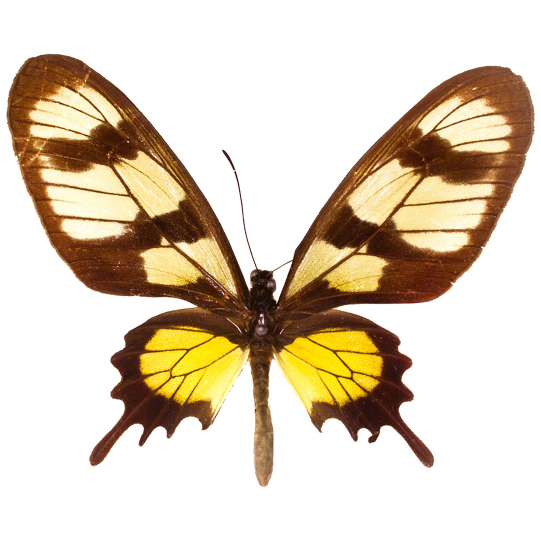 Parides hahnelli PAIR - 2