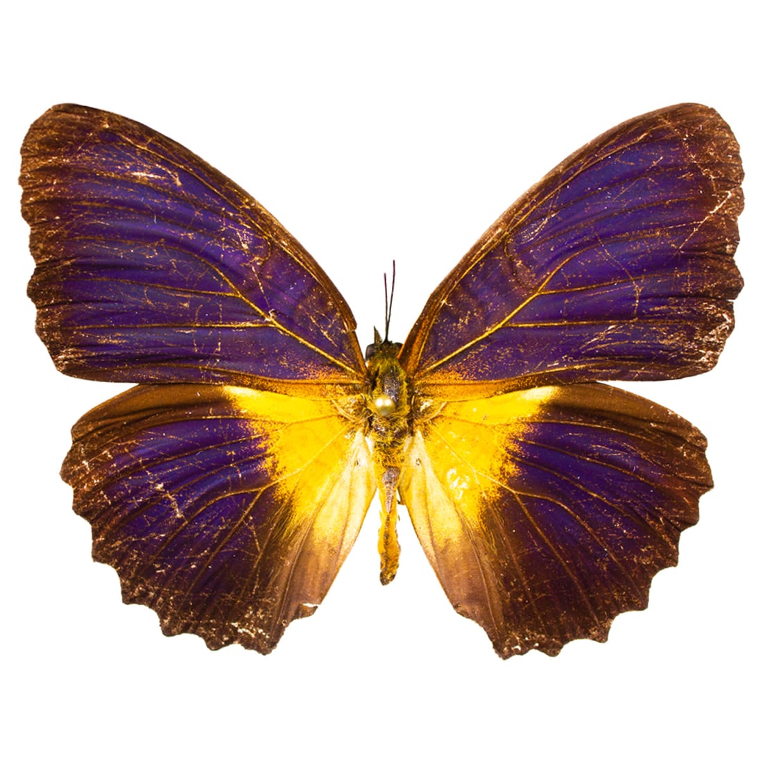 Cethosia lemarcki
