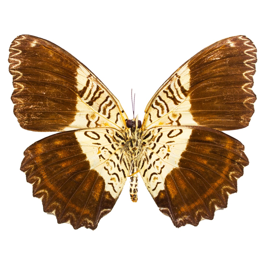 Cethosia lemarcki - 2