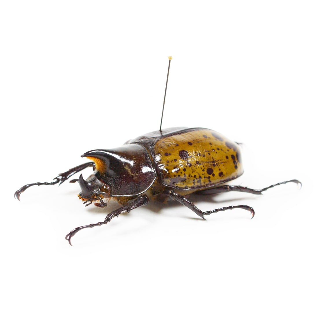 Dynastes hyllus - 2