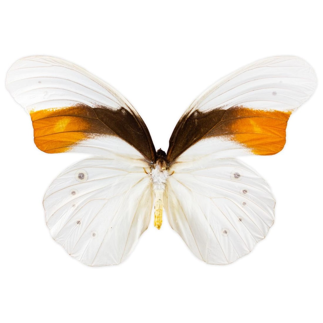 Morphotaenaris schoenbergi PAIR - 2