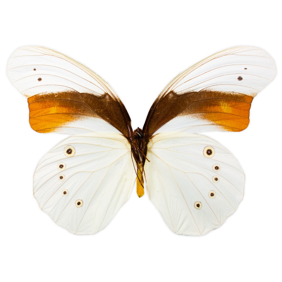 Morphotaenaris schoenbergi PAIR - 3