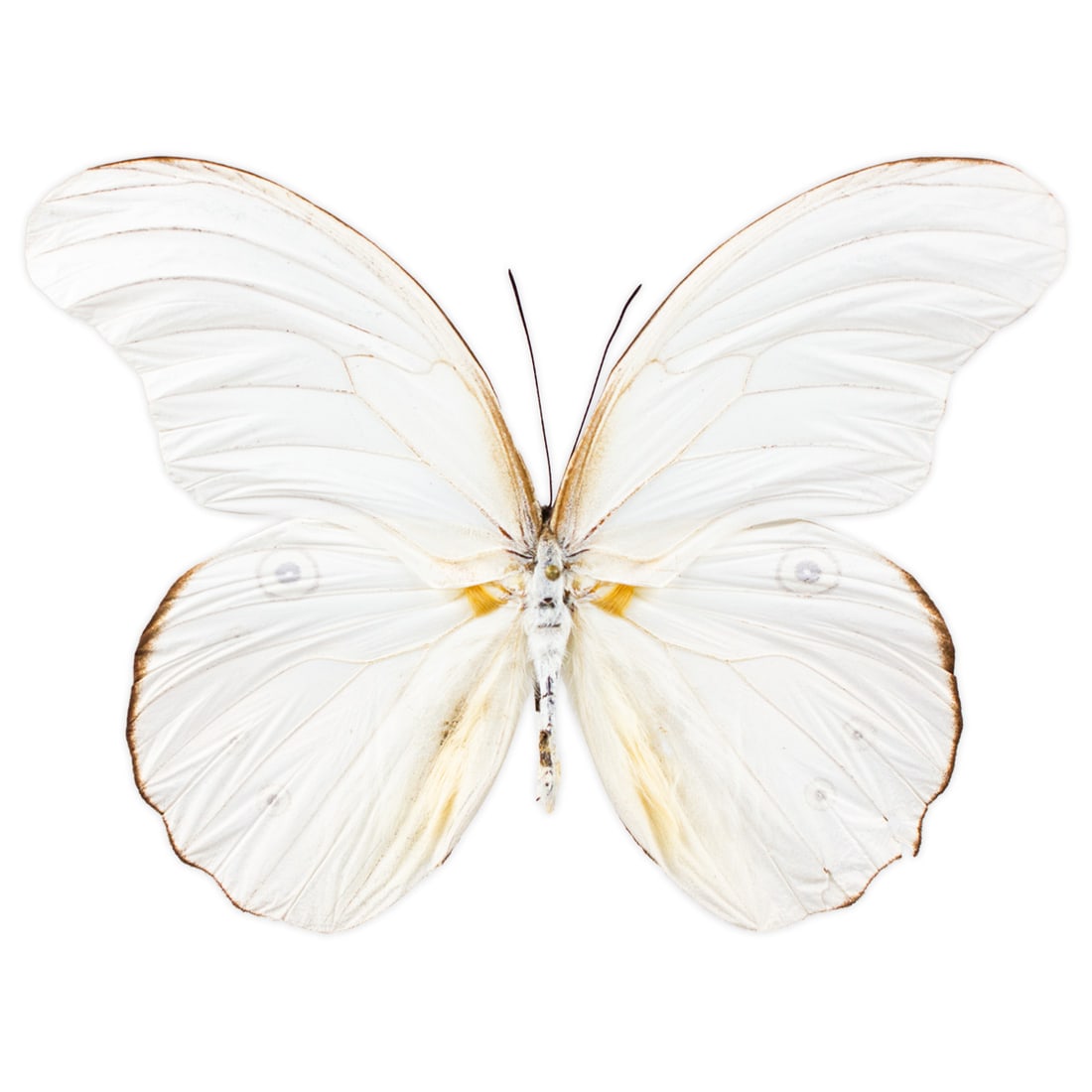 Morphotaenaris schoenbergi PAIR - 4
