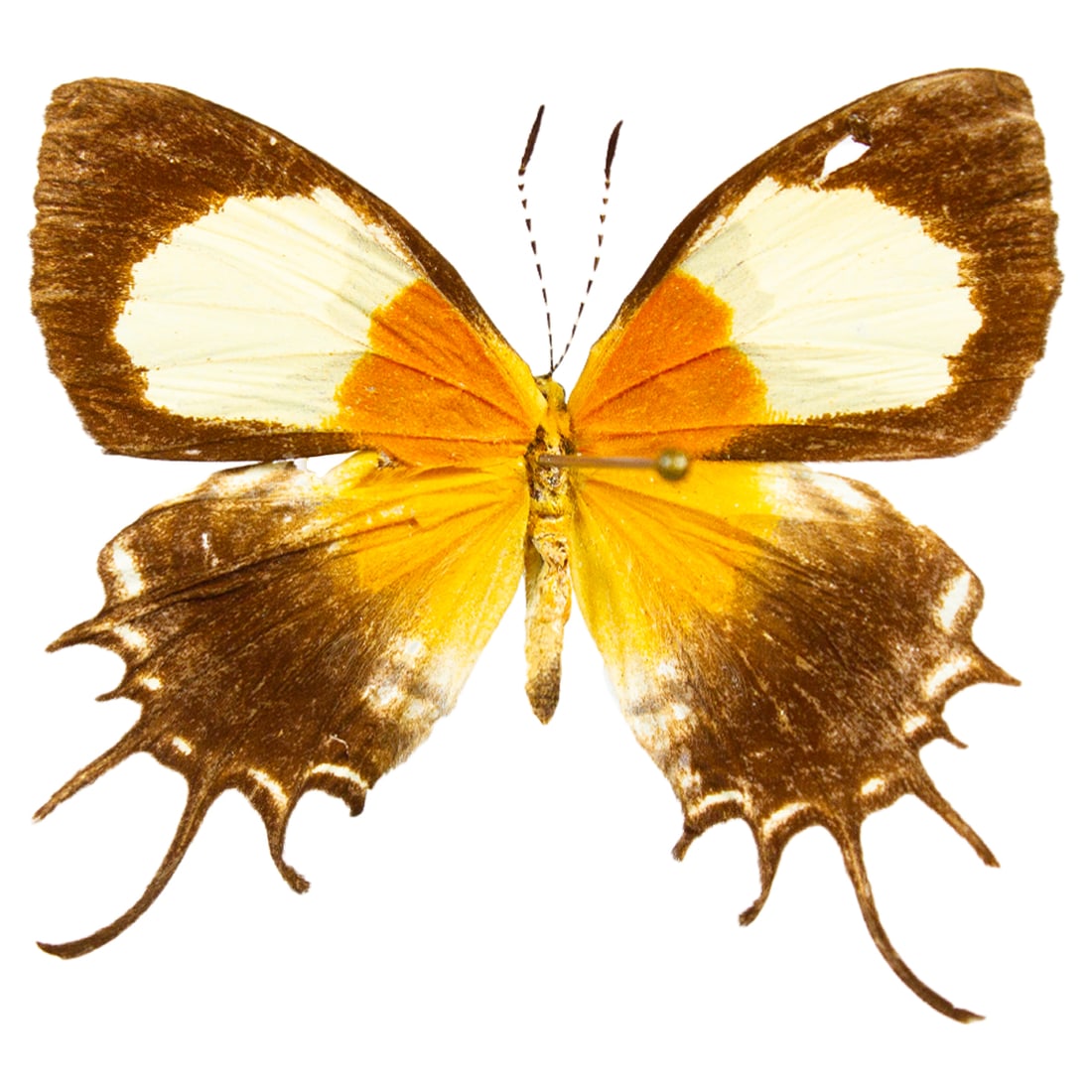 Helicopis gnidus PAIR - 3