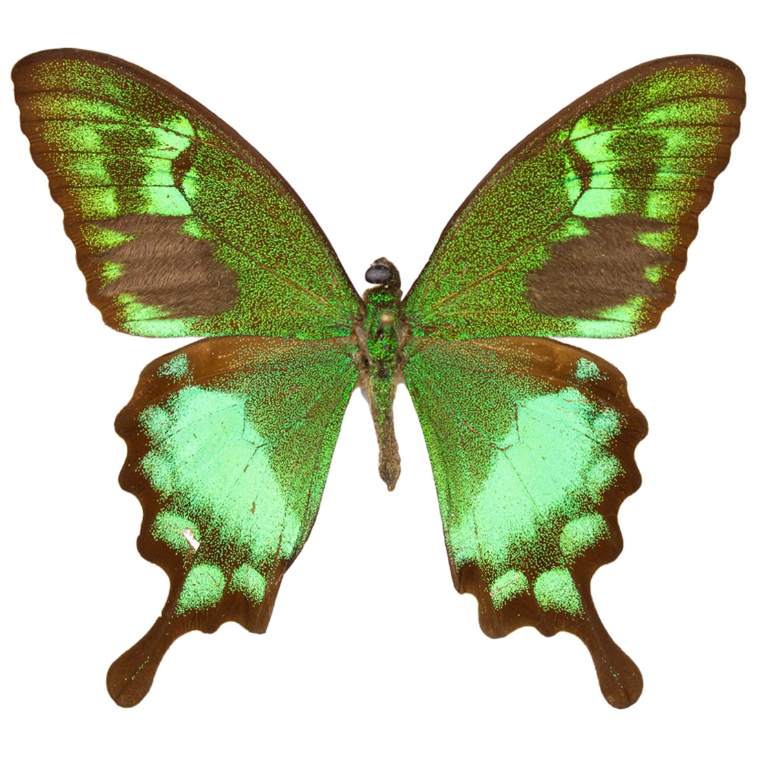 Papilio neumogeni