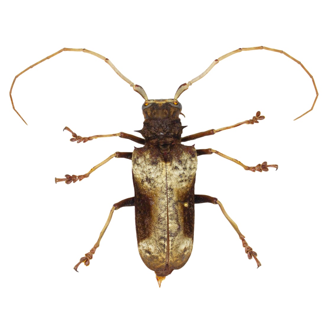 Petrognatha gigas