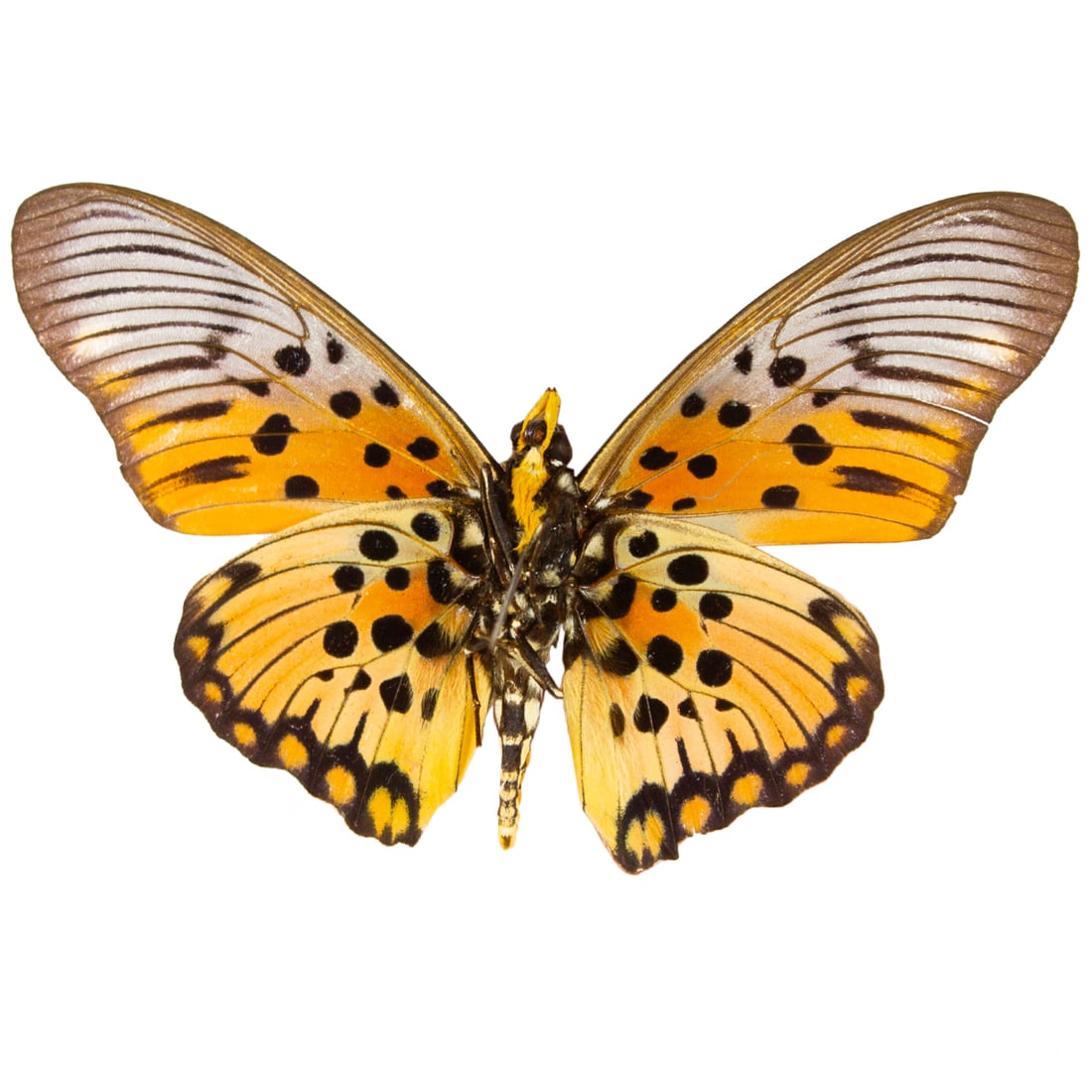 Pseudacraea boisduvalii - 2