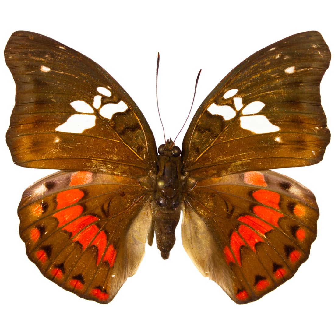 Euthalia amanda