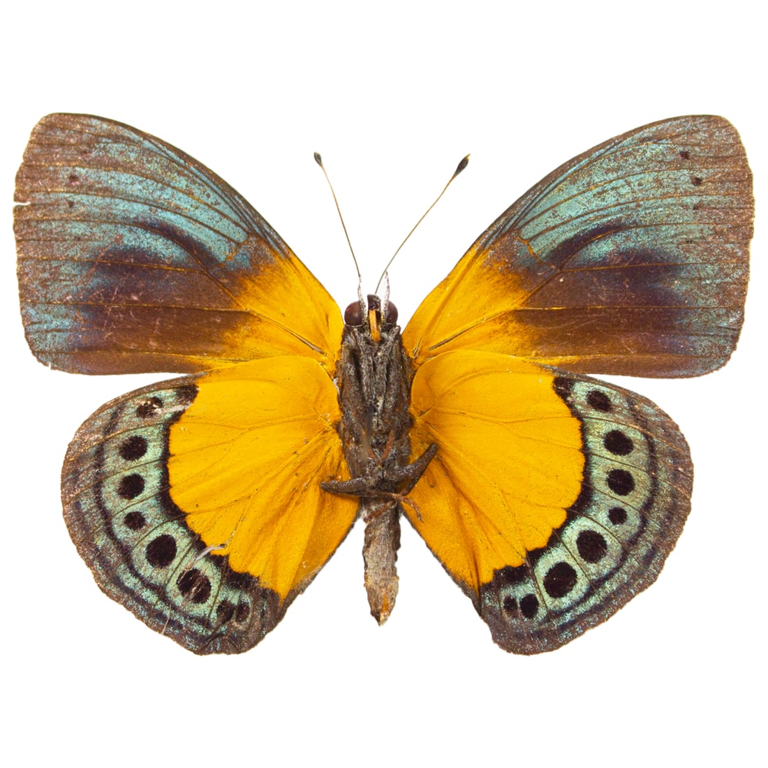 Asterope buckleyi - 2