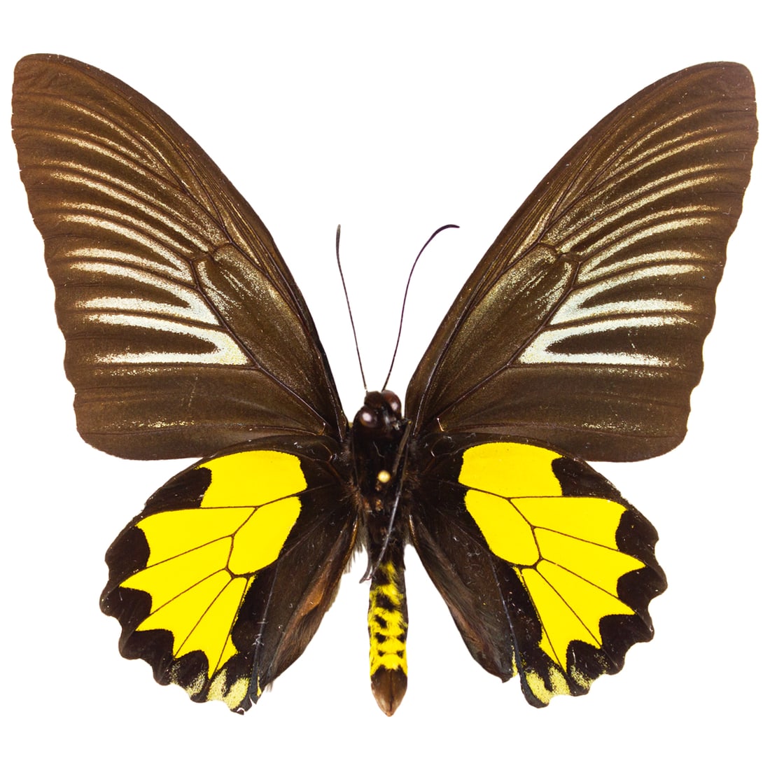 Troides aeacus - 2