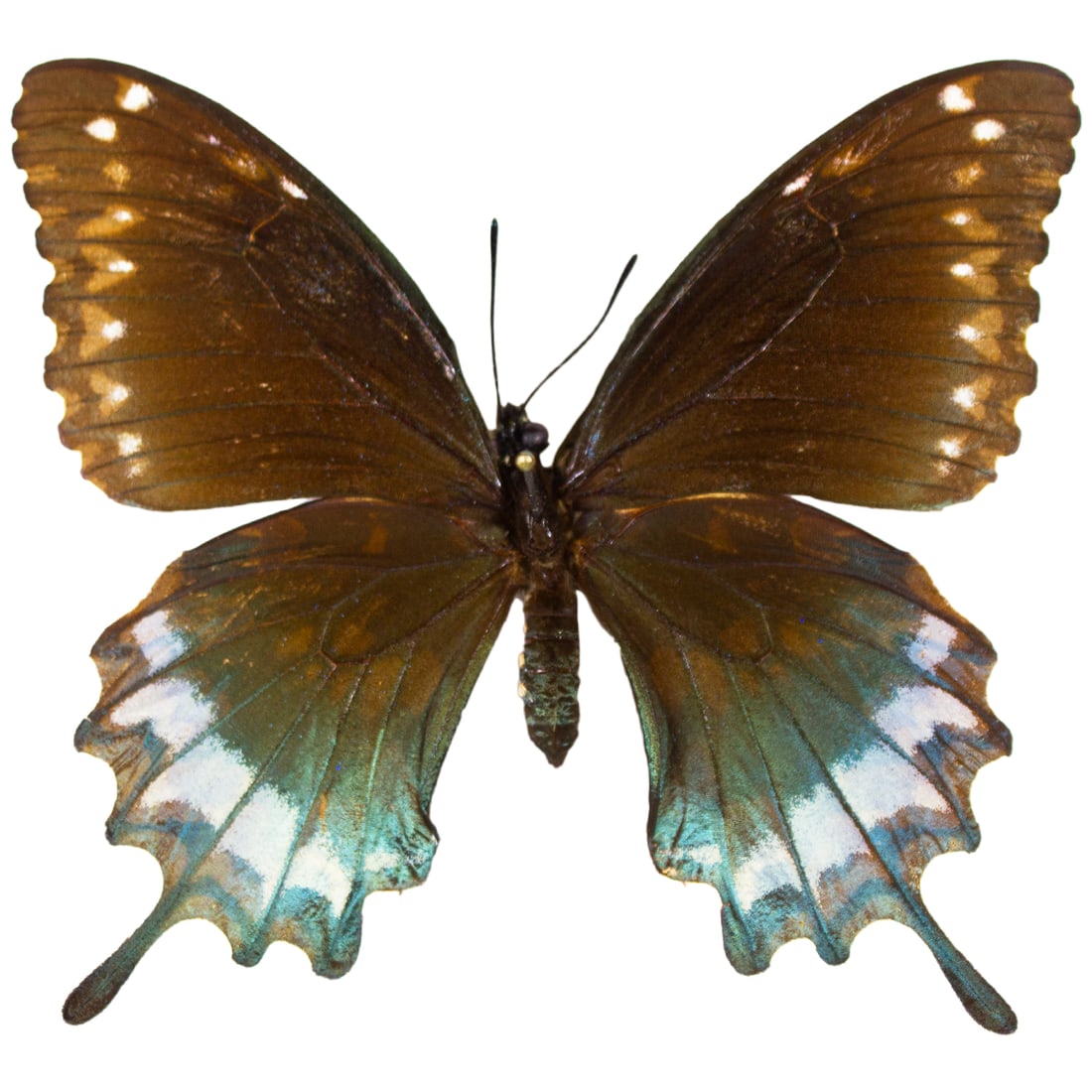 Battus devilliersii